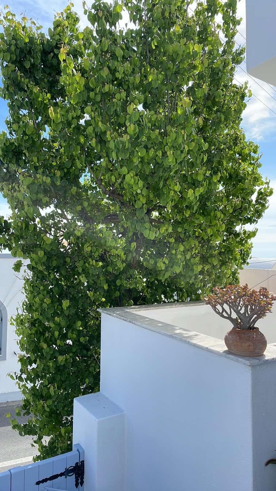 Elkaza Villas Fira  Dış mekan fotoğraf
